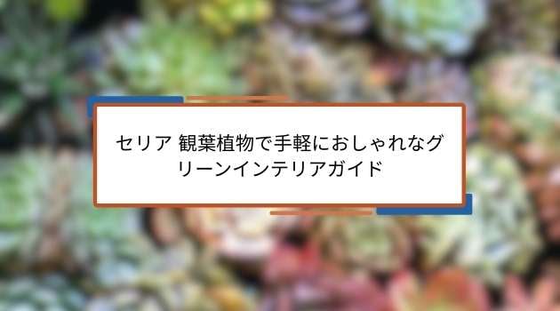 セリアの観葉植物の特徴