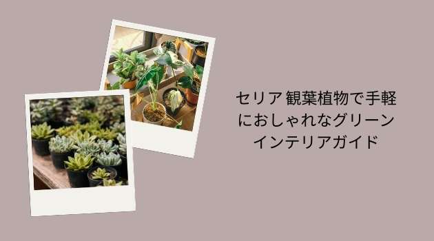 セリア 観葉植物で手軽におしゃれなグリーンインテリアガイド