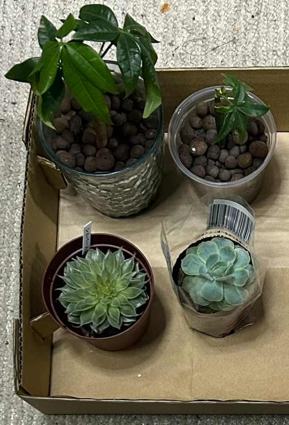 多肉植物のバリエーション